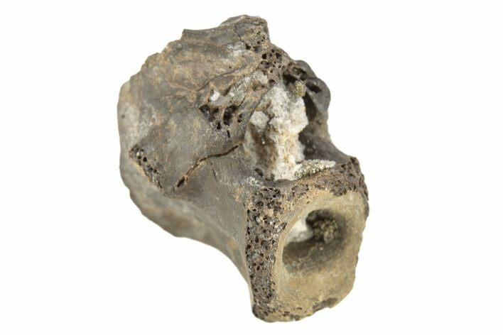 Permian Reptile Fossil Vertebra - Oklahoma #261332